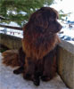 Eliott