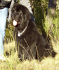 Gulliver