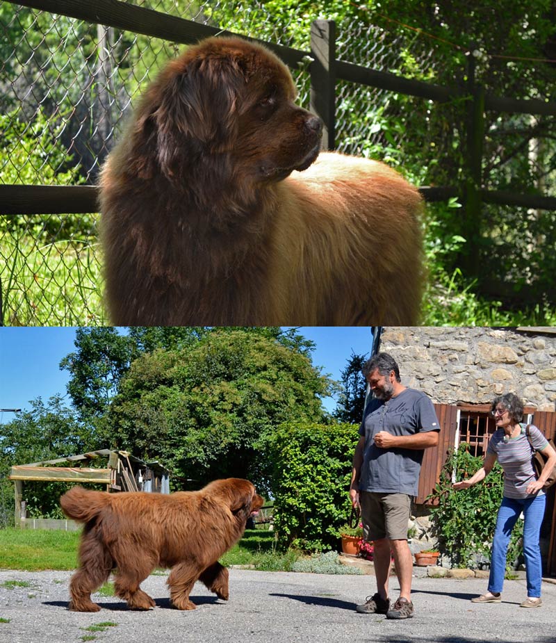 Angus en pleine forme au seuil de ses 9 ans ! Angus