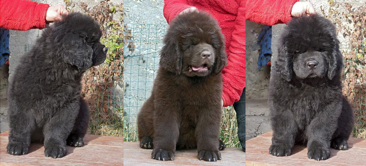 Les chiots d'Enfant de Bohème