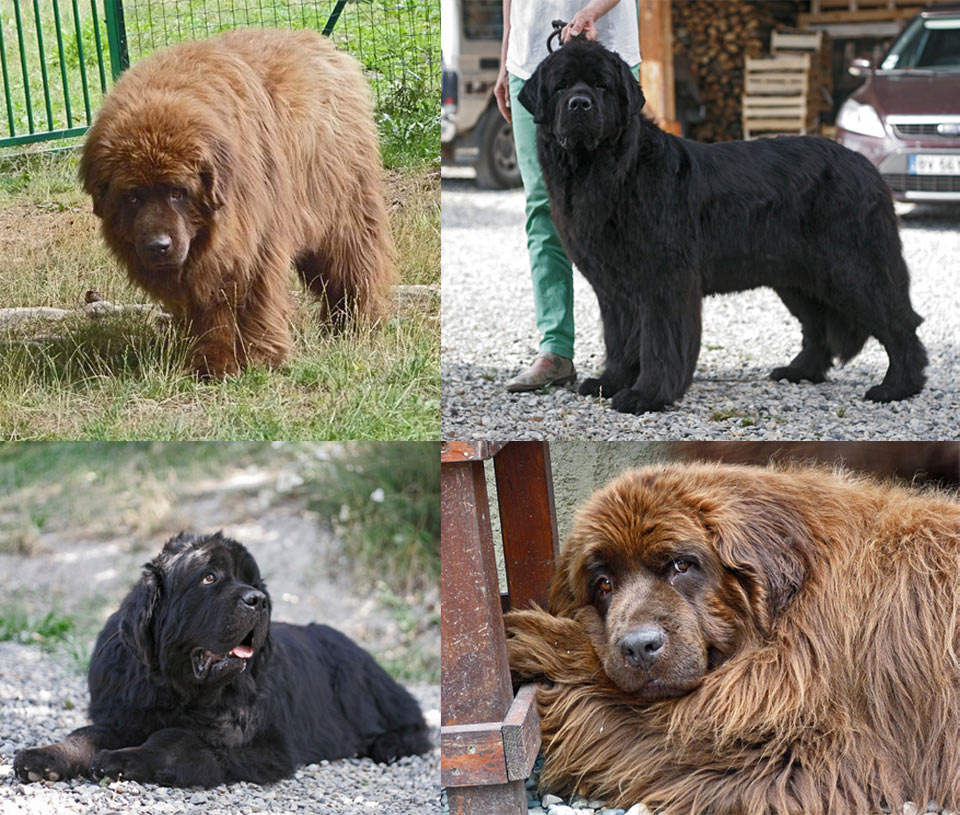 En haut : à gauche Amie Brune (10 ans) et à droite Garance (4 ans). En bas : à gauche Friend of my Heart (5 ans) et à droite Balkis (9 ans)