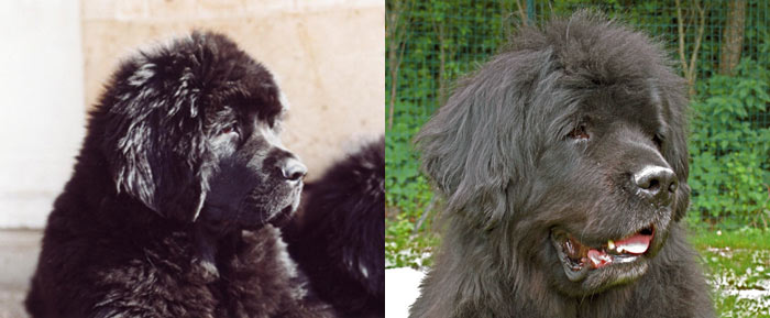 À gauche : Victoria à 3 mois, et à droite : Victoria à 9 ans.