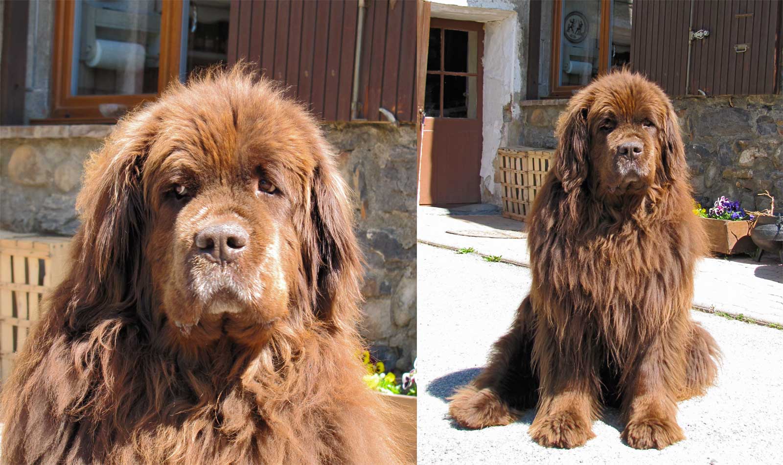 À gauche, Angus avec son regard typique de Terre-Neuve et à droite Angus devant sa maison.