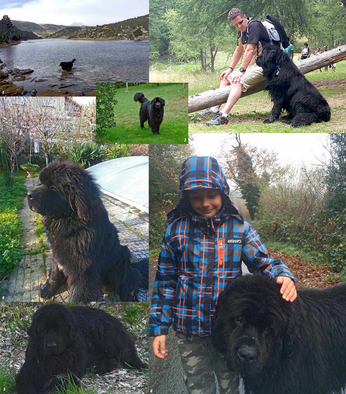 1 : Donia, 2 : Belle de la Coupière en balade, 3 : Grim, 4 : Little Bird, 5 : Eden, 6 : Doria.