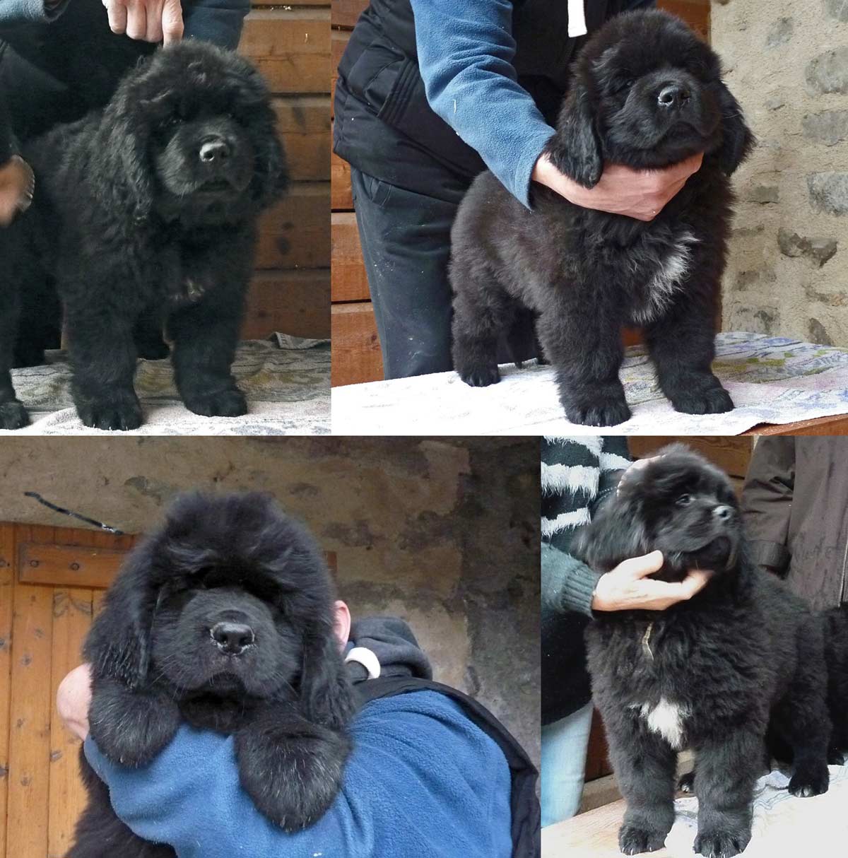 À 10 semaines, les chiots de Funny Girl du haut Selvage se portent à merveille.