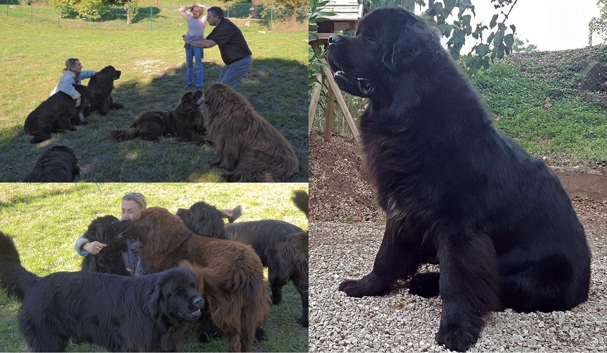 Launeddas : un très joli jeune chien plein de vie.