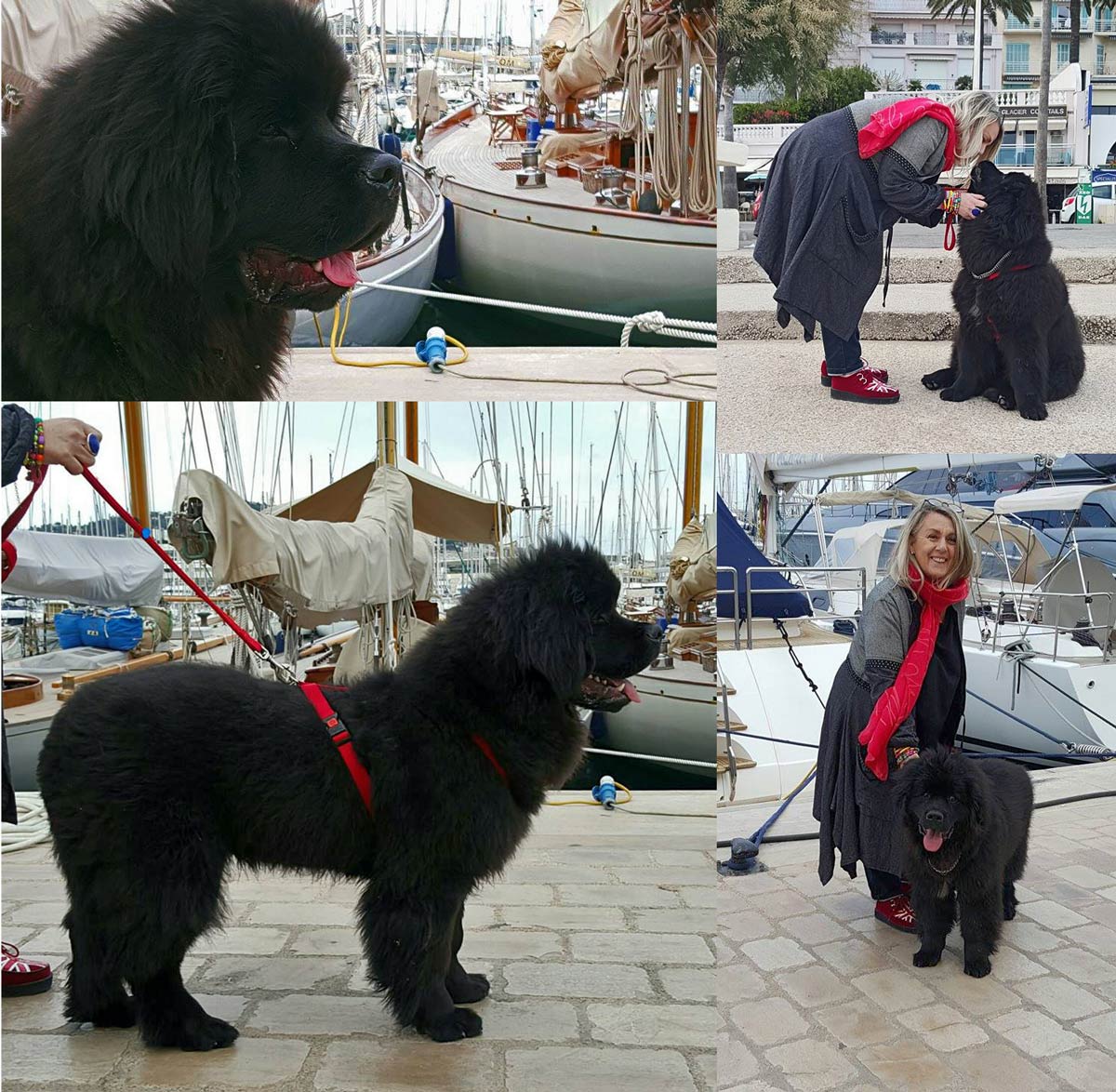 Pour ses 6 mois, Launeddas a joué les vedettes sur la Croisette à Cannes en compagnie de sa maîtresse.