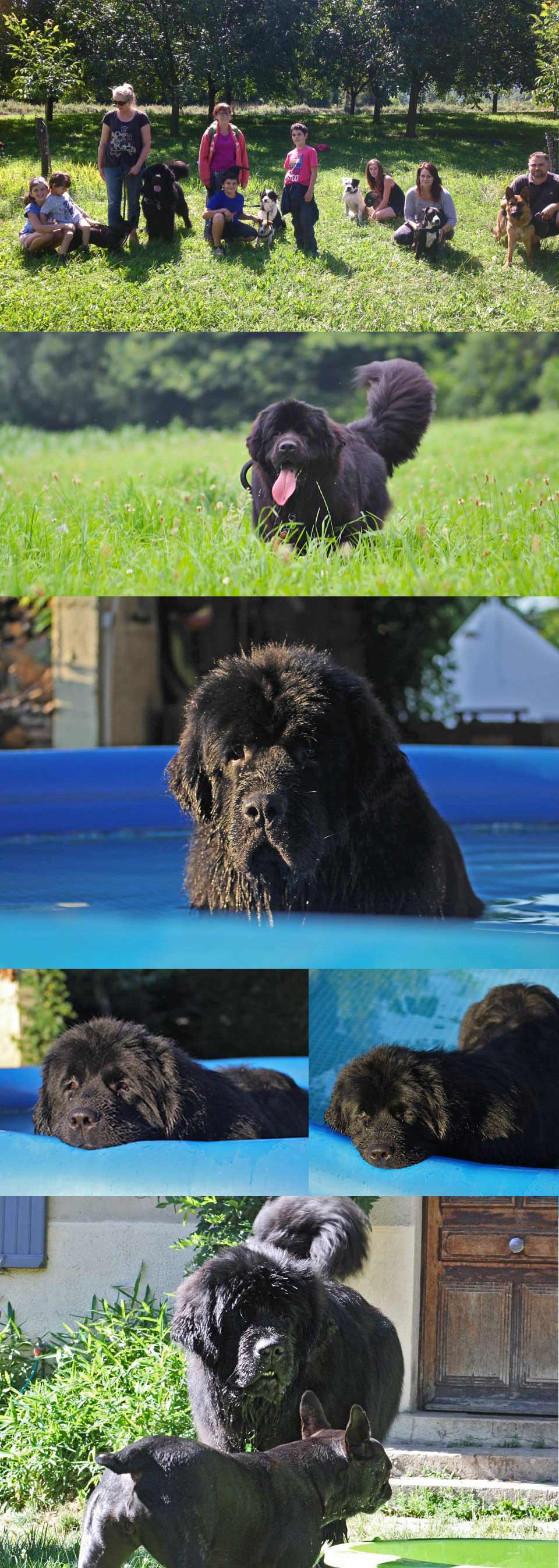 Occupations de vacances pour Lewis's Companion et la bouledogue Joy.