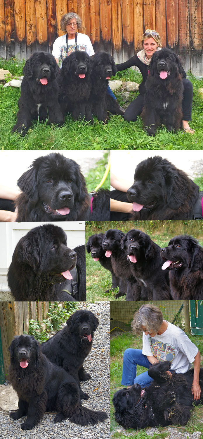 En haut, de gauche à droite L'Eau Vive, Lysistrata, Funny Girl, Lovely Girl et Lewis's Companion. Puis 2 portraits de Lovely Girl. Ensuite, à gauche Lewis's Companion et à droite de gauche à droite, Funny Girl, Lysistrat, L'Eau Vive et Lovely Girl. Et en bas, Lysistrata et L'Eau Vive et un moment de tendresse avec Lovely Girl.
