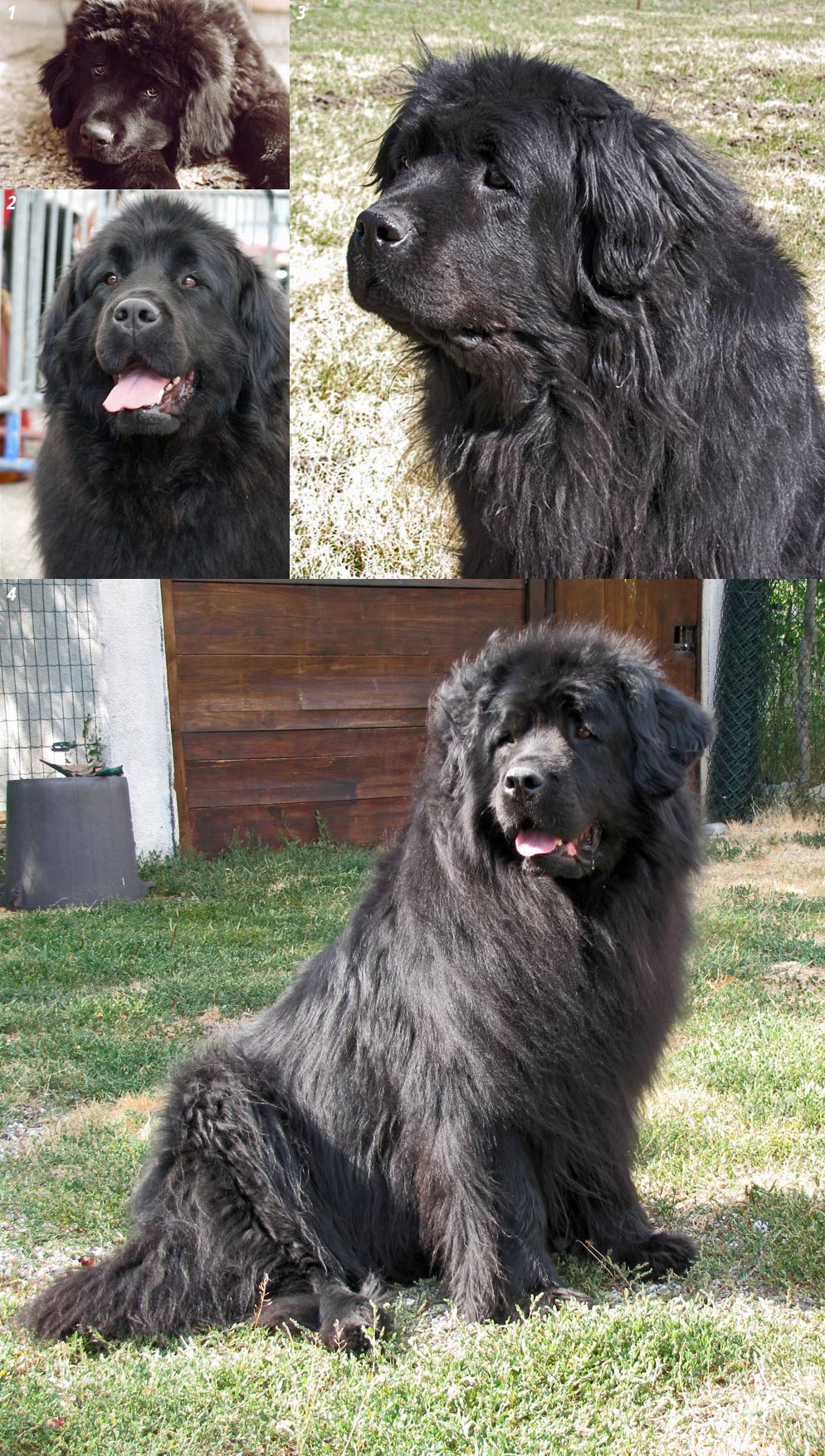 Vallouise chiot, à 4 ans, à 8 ans et demi et à 11 ans et demi.