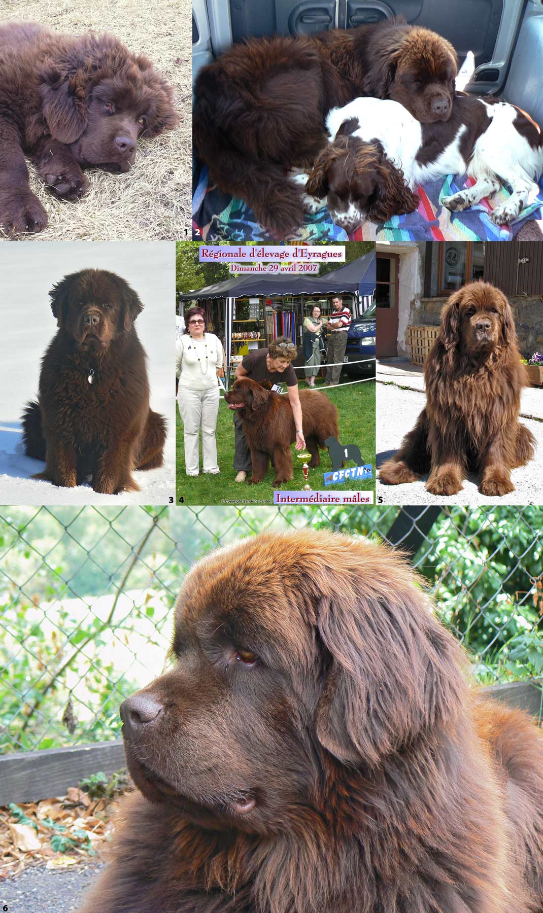 Angus à diverses époques de sa vie. Angus à diverses époques de sa vie.
