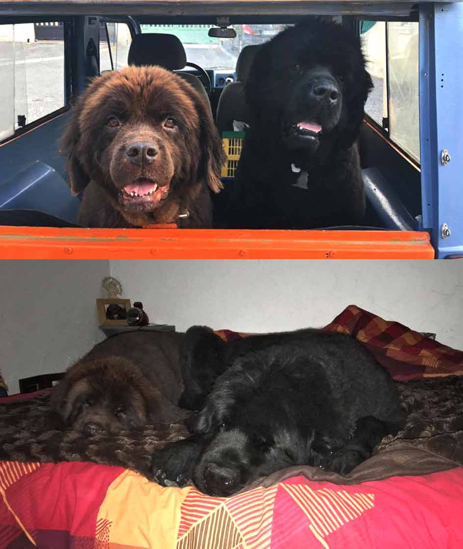 Joyeux anniversaire les Jumeaux ! Joyeux anniversaire les Jumeaux !