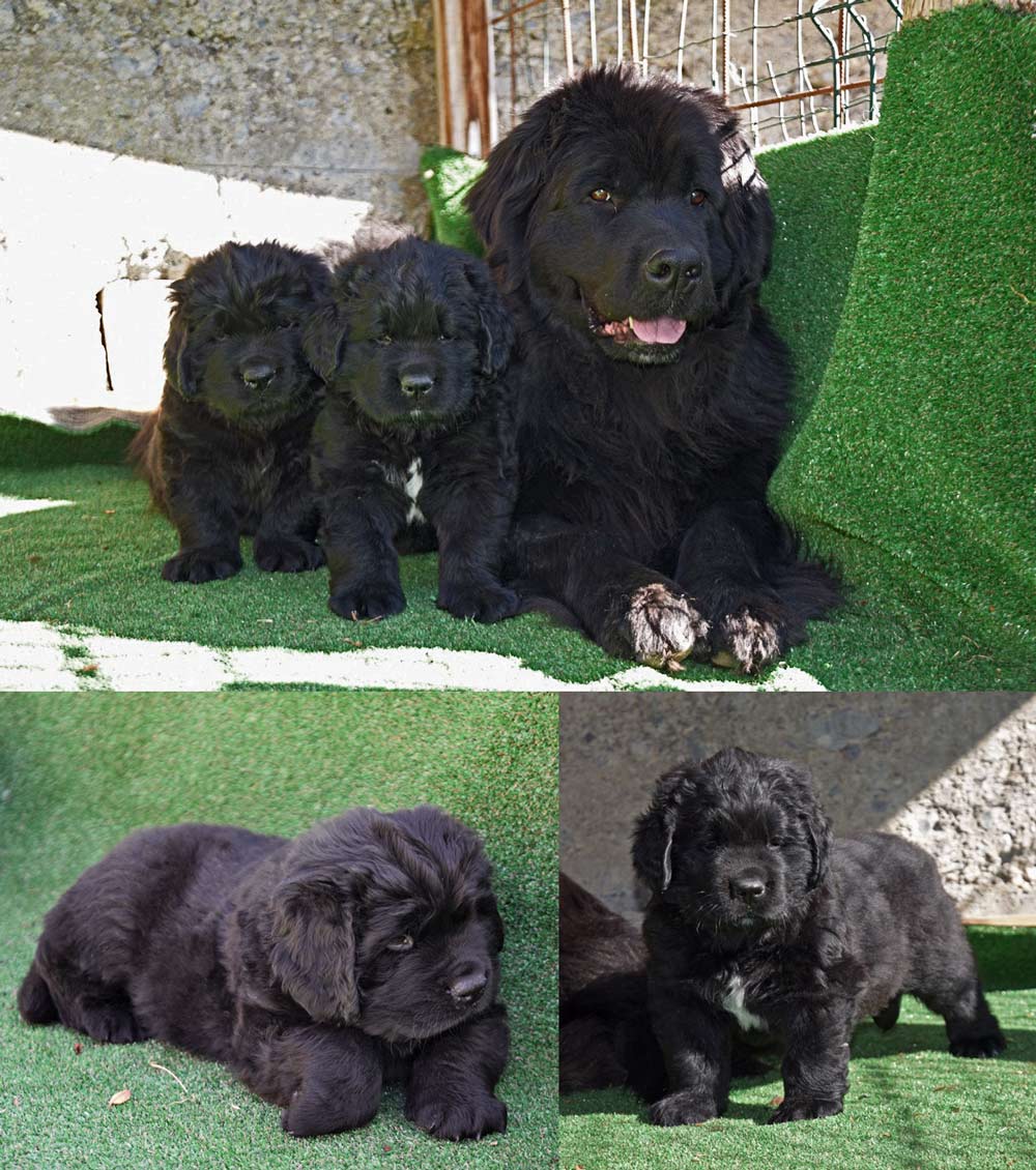 En haut, Linotte et ses chiots. En bas, Ponant à gauche, Pen Duick à droite.