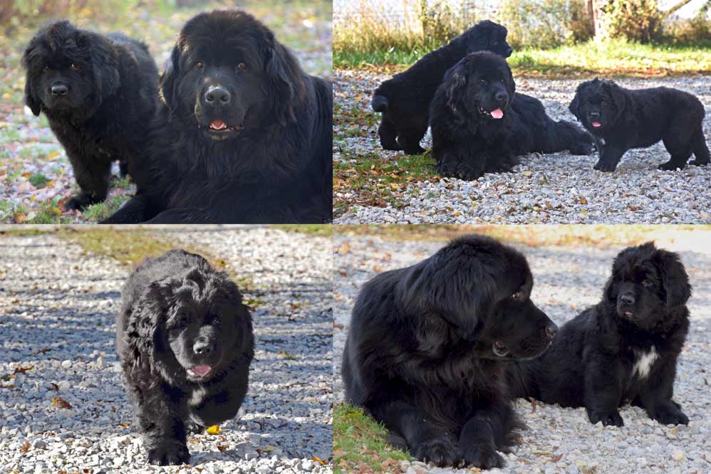 Linotte et ses chiots