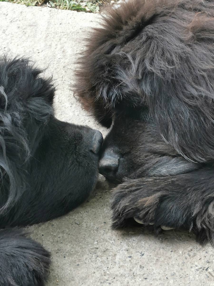 Nayak et Nelson ont 4 ans !