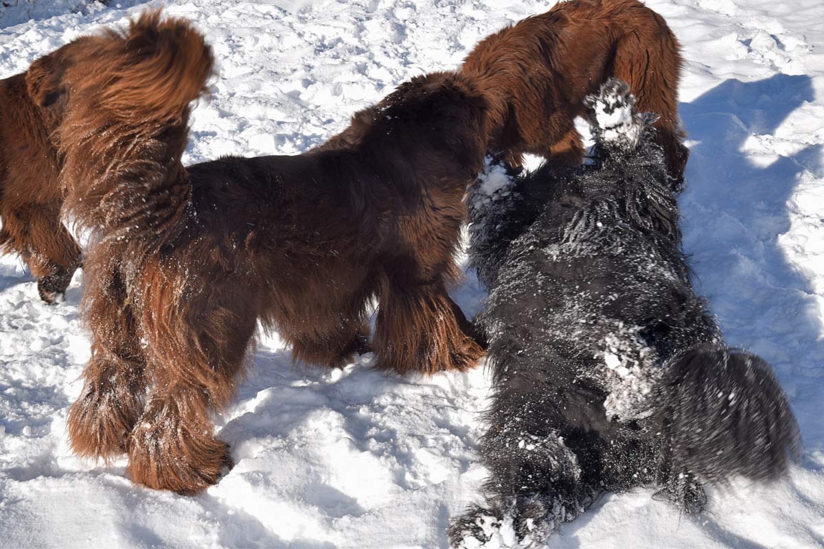 L'hiver dans les Alpes du Sud ! L'hiver dans les Alpes du Sud !