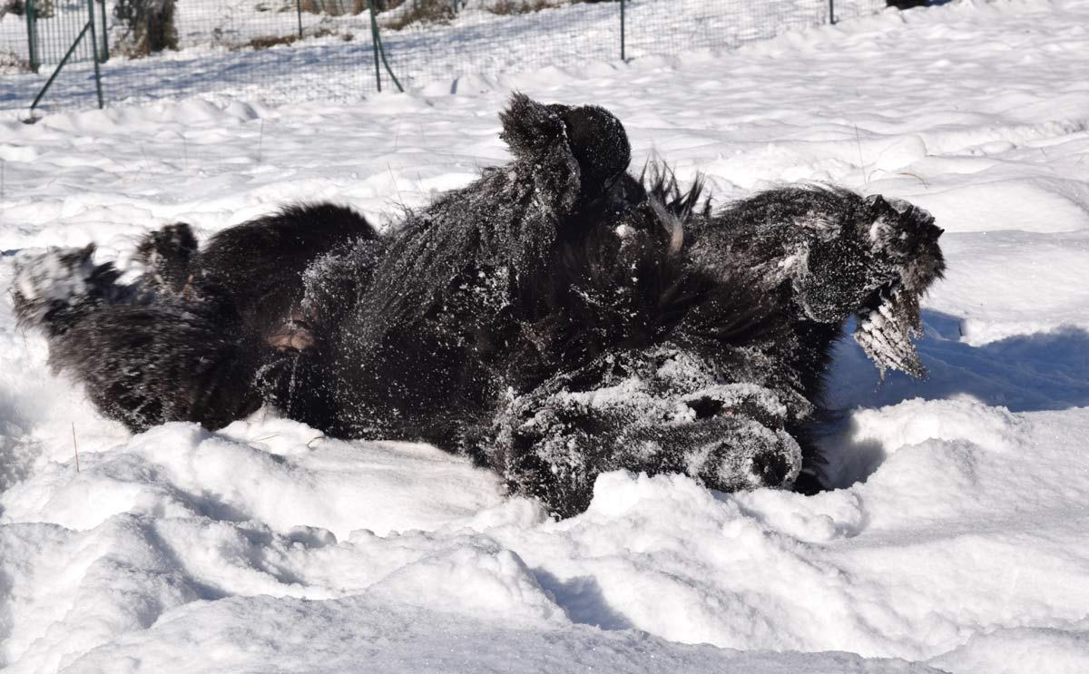 L'hiver dans les Alpes du Sud ! L'hiver dans les Alpes du Sud !