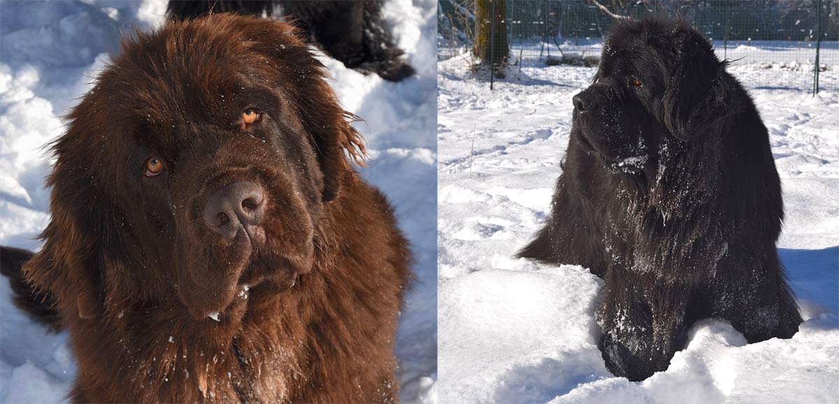 L'hiver dans les Alpes du Sud ! L'hiver dans les Alpes du Sud !