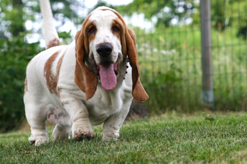 Reine-de-Naboo Houndie de La Contrée Du Milieu