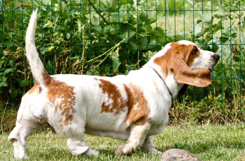 Reine-de-Naboo Houndie de La Contrée Du Milieu