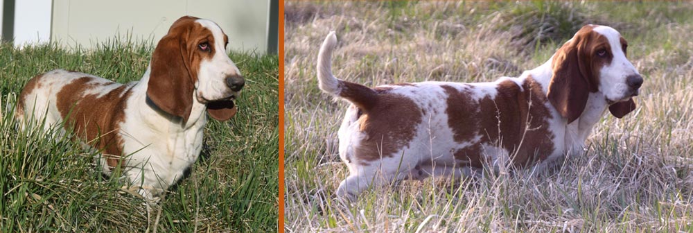 Tilia la Houndie de la Contrée du Milieu