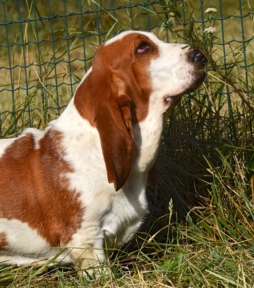 Tilia, la Basset Hound Tilia, la Basset Hound