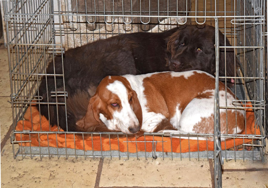 L’Amour en Cage L’Amour en Cage