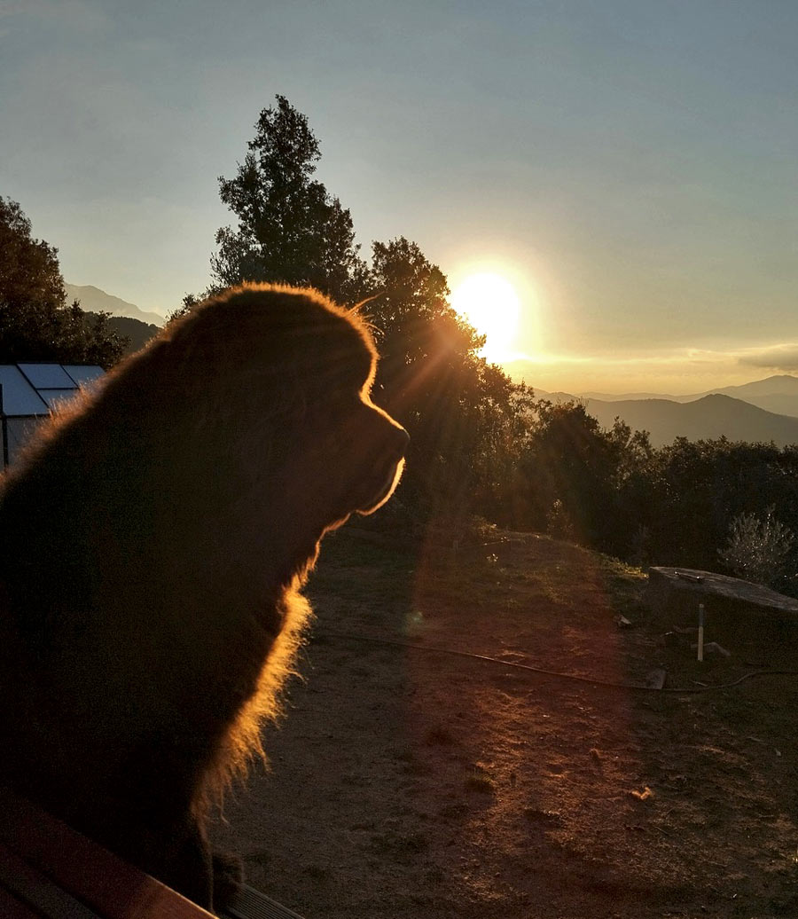 The World of Newfoundlands The World of Newfoundlands