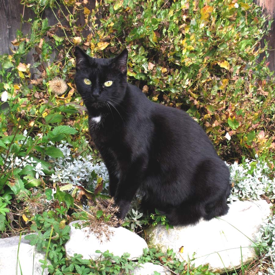 Minette dans ses belles années Minette dans ses belles années
