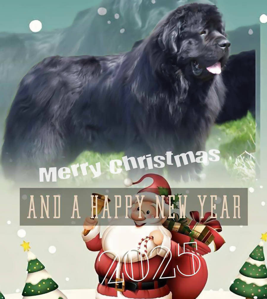 Bonne Année 2025 ! Bonne Année 2025 !