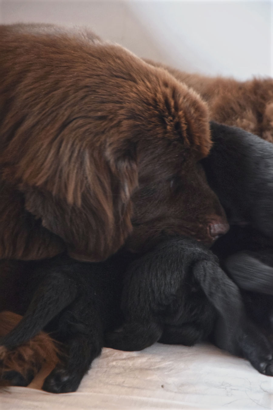 Tendresse maternelle