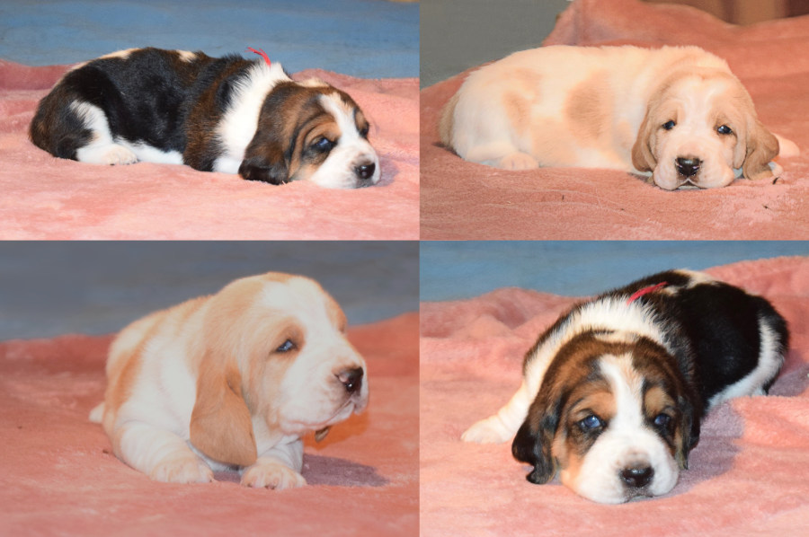 Les bébés Basset Hound ouvrent leurs yeux sur le monde…