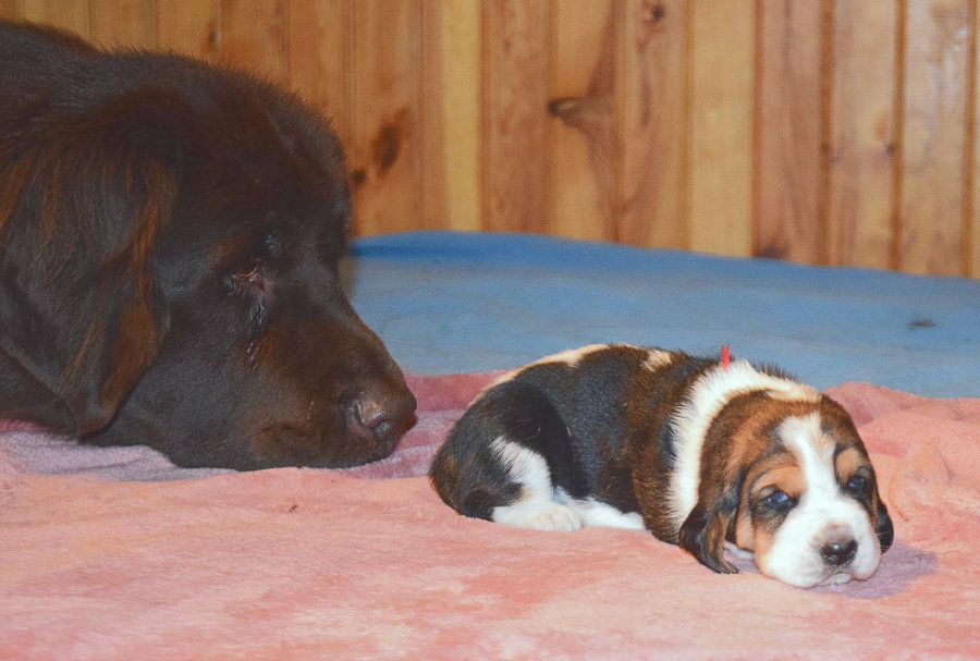 Tatie Valeriana et bébé Basset Hound