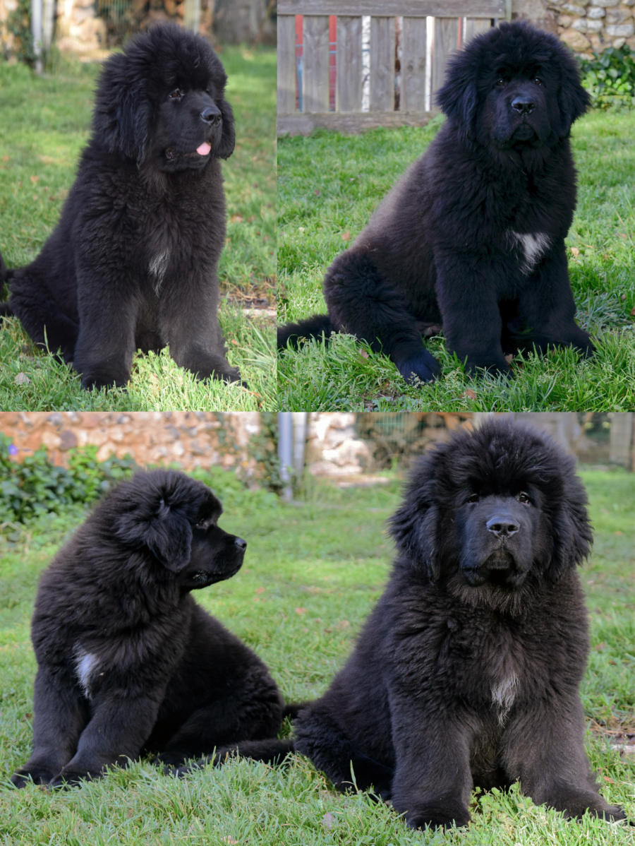 Angèle et Ayla à 3 mois et demi.