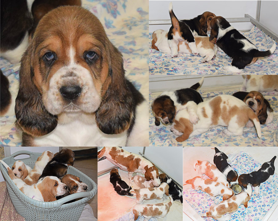 Les puppies de Tilia grandissent…