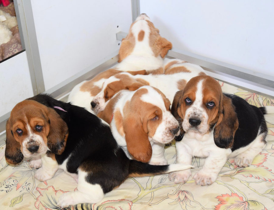 5 bassets ont 5 semaines…