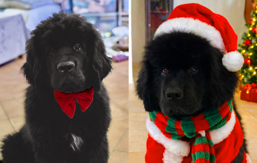 Archie est à gauche et Alfred à droite