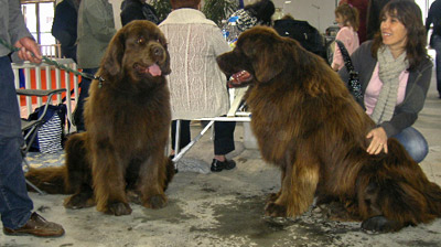Angus et son fils Drack en attente de jugement Angus et son fils Drack en attente de jugement