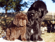 angus, argos et Saïma