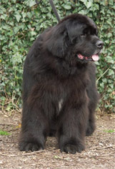 Black Buffalo's Bruce Wayne