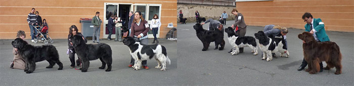 Danse-avec-les-Loups Danse-avec-les-Loups