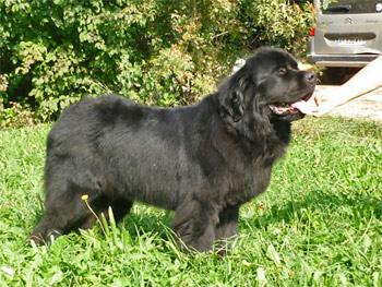 Dog In the Moon à 22 mois Dog In the Moon à 22 mois