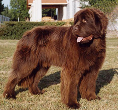 Highlander Brown vom Butzensee Highlander Brown vom Butzensee