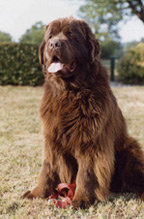 Highlander Brown vom Butzensee