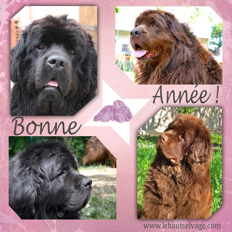 Bonne Année 2015 ! Bonne Année 2015 !