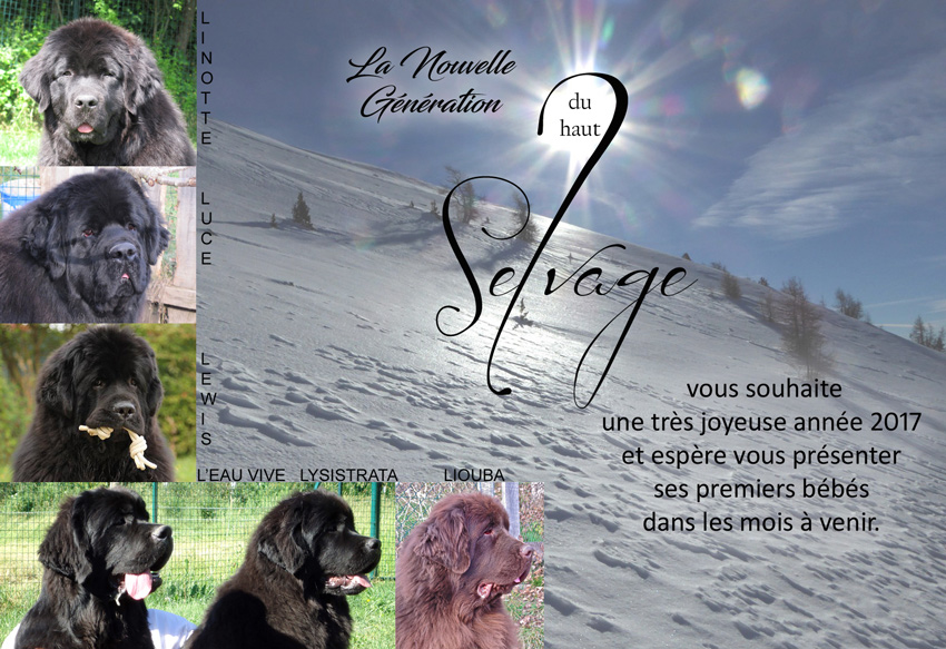 Bonne Année 2017 ! Bonne Année 2017 !