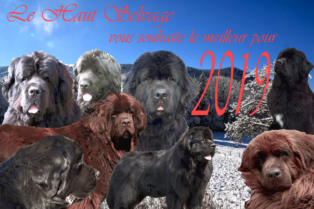 Bonne Année 2019 ! 